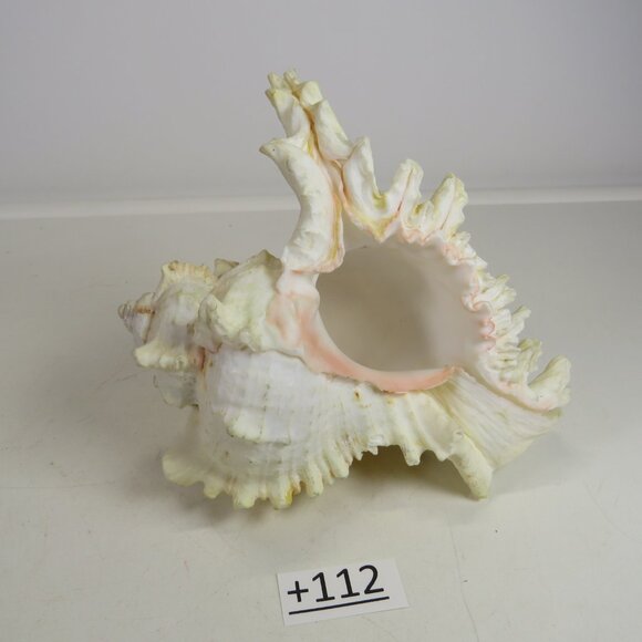 REAL Sea Shell Murex Conch with large fingers 6x5.5x4.5" Great Condition - Picture 2 of 11